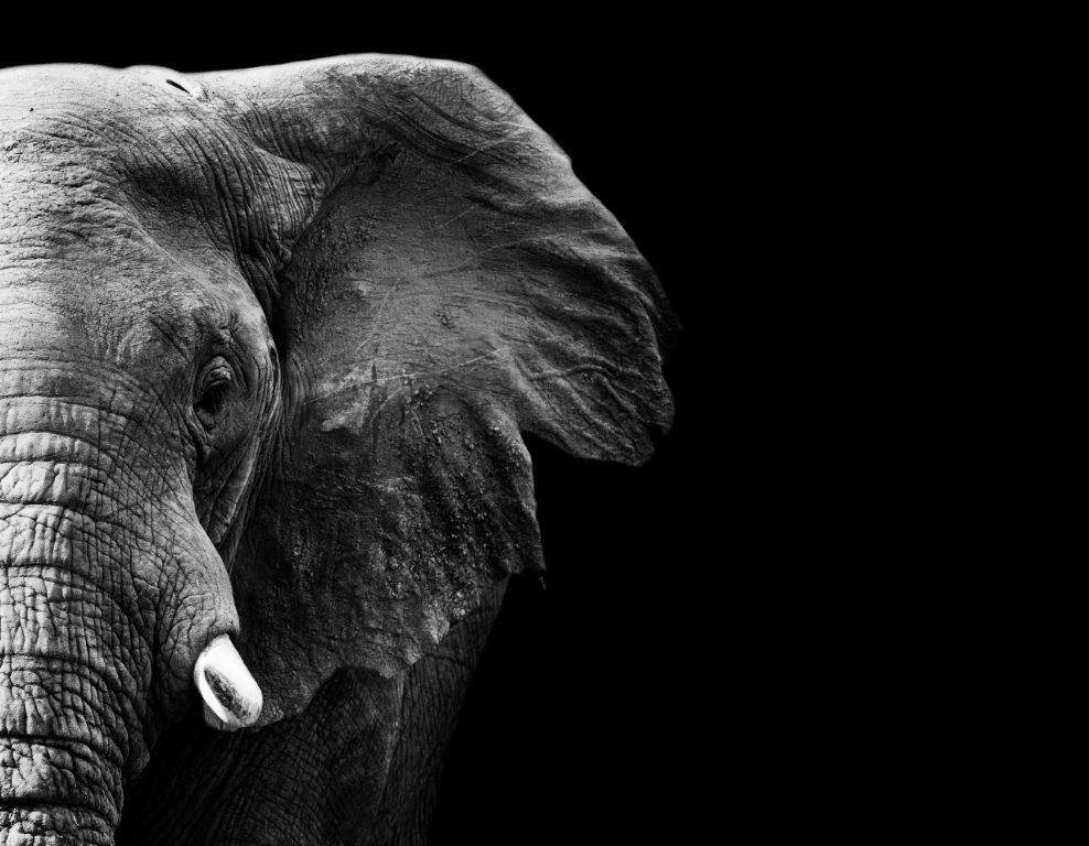 PXM009 Wall décor art photographic on canvas wildlife elephant frontal black & white